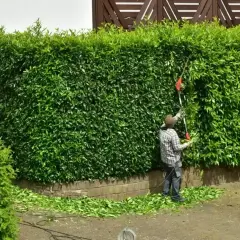 Mężczyzna przycina gęsty żywopłot z laurowiśni. Zastanawiasz się, co ile sadzić laurowiśnia na żywopłot?