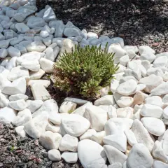 Nowoczesne aranżacje ogrodu z białymi kamieniami ozdobnymi i zieloną rośliną.