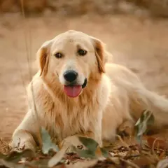 Czy golden retriever ma włosy? Odkryj prawdę o jego sierści