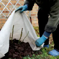 Osoba w niebieskich rękawiczkach okrywa róże na zimę agrowłókniną, chroniąc je przed mrozem.