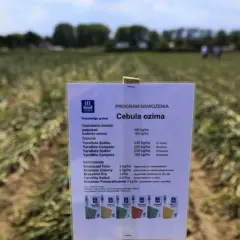 Jaki nawóz pod cebulę dymkę, aby uniknąć błędów w uprawie?