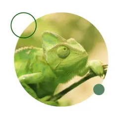 Camaleón verde, un ejemplo de que reptiles se pueden tener de mascota en España.