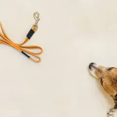 Un perro mira una correa naranja, mostrando diferentes tipos de correas para perros.