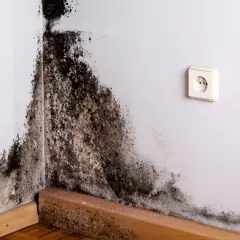 Coin de mur blanc envahi par une moisissure noire et brune. Le bois de la plinthe est également atteint.