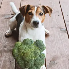 Jack Russell Terrier leży obok brokuła, zastanawiając się, czy psy mogą jeść brokuły.