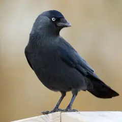 Eine Dohle mit hellem Auge sitzt auf einem Holzbrett, vielleicht in der Nähe ihres dohle nest.