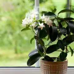 Un profumato gelsomino da appartamento fiorisce su un davanzale, con foglie scure e fiori bianchi a stella che si stagliano contro il verde sfocato dell'esterno.