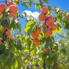 Rameaux d'un abricotier chargés de fruits mûrs, sous un ciel bleu éclatant. L'exposition parfaite pour une récolte abondante.