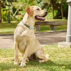 Labrador sentado en el césped, con collar azul. Parece que mi perro respira raro como si se ahogara.