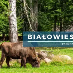 Białowieski Park Narodowy ciekawostki: żubrzyca z młodym pasą się na łące wśród drzew.