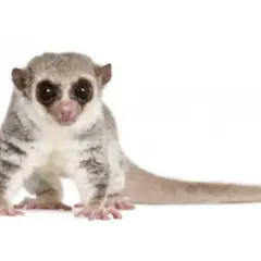 Mały, puszysty lemur, uroczy **primate po polsku**, z wielkimi, ciemnymi oczami i długim ogonem, siedzi na białym tle.