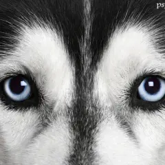 Jak wygląda Siberian Husky? Poznaj wzorzec rasy i kolory oczu!