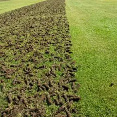Trawnik po aeracji, z widocznymi wyciętymi fragmentami darni, które poprawią jego kondycję.