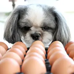 Un perro Shih Tzu mira con curiosidad una bandeja de huevos, demostrando que los perros pueden comer huevo.