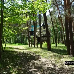Ścieżka przez las prowadzi do drewnianego domu w letnisku Żarki. Słońce przebija się przez liście, tworząc cienie na ziemi.