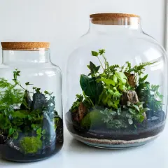Zwei wunderschöne Flaschengärten, die zeigen, wie man einen eigenen kleinen Dschungel im Glas erschafft.
