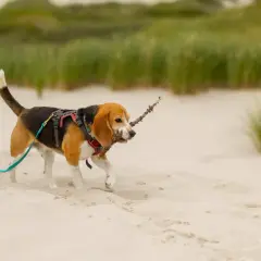Szczeniak beagle z patykiem w pysku spaceruje po plaży. Widać, że to idealny moment, kiedy szczeniak może wyjść na dwór.