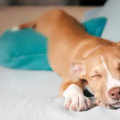 Un cachorro pitbull duerme plácidamente, mostrando sus tiernas patas y una de las muchas posturas dormir perro.