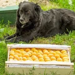 Czarny pies leży obok skrzynki pełnej moreli. Czy pies może morele? To pytanie pozostaje bez odpowiedzi, ale morele wyglądają apetycznie.