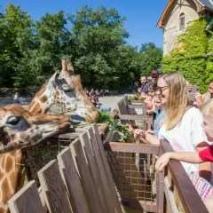Famille nourrissant des girafes dans un parc d'attractions.