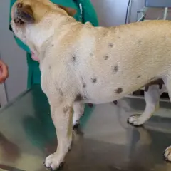 Perro con manchas oscuras en la piel, indicativo de foliculitis. Un veterinario examina al can.