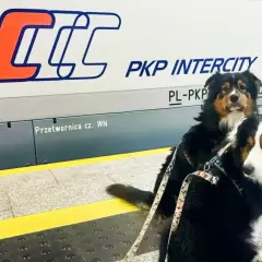 Dwa psy w pociągu PKP Intercity czekają na podróż.