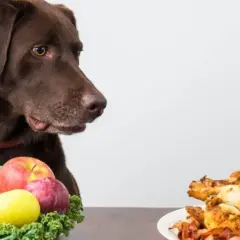 Czy pies może jeść sól? Zobacz ile soli zaszkodzi twojemu pupilowi