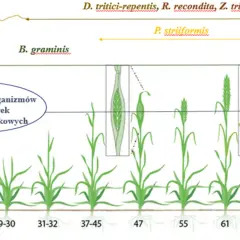 Fazy rozwoju zbóż: anatomia wzrostu od kiełkowania po dojrzewanie
