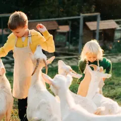Jak dostać dofinansowanie na agroturystykę i uniknąć trudności?
