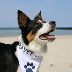 Szczęśliwy pies na plaży, idealne miejsce, gdzie nad morze z psem.