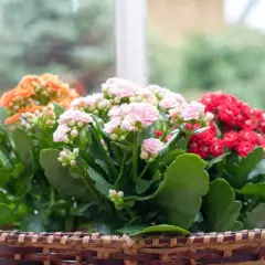 Un panier tressé déborde de kalanchoes extérieurs aux fleurs roses, rouges et orangées, devant une fenêtre floue.