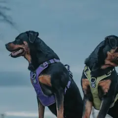 Dwa rottweilery w fioletowych i zielonych szelkach, które wyglądają na niewygodne.