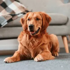 Złoty retriever leży na dywanie obok kanapy. Wskazówki, jak zostawić szczeniaka samego w domu, by czuł się bezpiecznie.