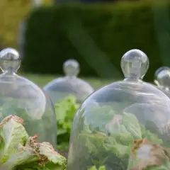 Salades protégées sous des cloches de verre, une solution anti limace naturel pour un potager sain.