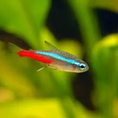 Un poisson néon, avec sa bande bleue électrique et sa queue rouge vif, nage dans un étang verdoyant.