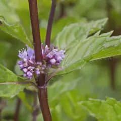 Nahaufnahme von marokkanischer Minze mit zarten lila Blüten. Der Unterschied zur Pfefferminze liegt in den feineren Blättern und dem süßeren Aroma.