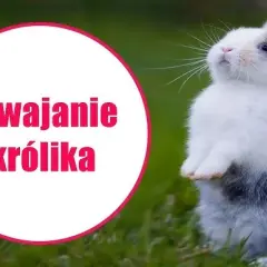 Jak wytresować królika? Kompletny poradnik krok po kroku
