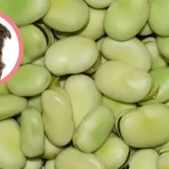 Czy pies może jeść bob? Na zdjęciu piesek i dużo fasolki.