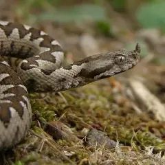 Una serpiente con cuernos, con escamas grises y marrones, se enrosca sobre musgo y hojarasca.