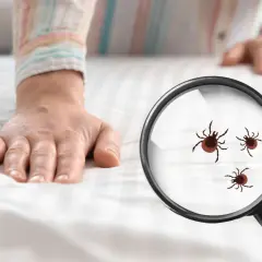 Dłoń na białej pościeli, lupa pokazuje kleszcze. Poznaj domowe sposoby na kleszcze i chroń siebie i bliskich.