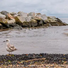 Kąty Rybackie: Spokój, natura i top atrakcje Mierzei Wiślanej