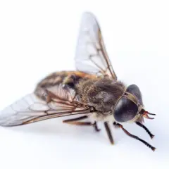 Bąk z bliska, z dużymi oczami i skrzydłami. Czy bąk ma żądło? Nie, bąki nie mają żądła, ale potrafią boleśnie ugryźć.