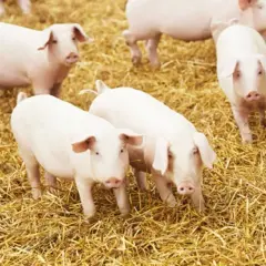 Kilka białych świń na słomie. Zastanawiasz się, jaka będzie cena wieprzowiny za kg?