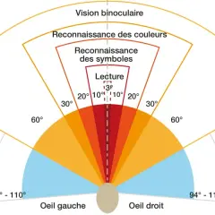 Schéma illustrant les champs de vision et l'acuité visuelle conduite. Vision binoculaire, reconnaissance des couleurs, symboles et lecture.