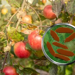 Jabłoń z plamistymi liśćmi i jabłkami, pod lupą widoczne zarodniki parcha.