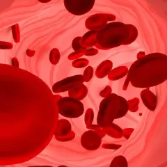 Czerwone krwinki płynące w naczyniu krwionośnym. Duża ilość erytrocytów może sugerować podwyższona hemoglobina.