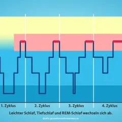 Schlafmuster über 5 Zyklen: Wach, Einschlafen, Traumschlaf (REM), leichter Schlaf, Tiefschlaf. 6 5 Stunden Schlaf sind wichtig für den Wechsel.