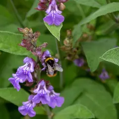 Un'ape raccoglie nettare da fiori di salvia viola. La salvia prospera sia al sole che all'ombra, attirando insetti impollinatori.