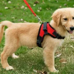 Obroża czy szelki dla golden retrievera: co wybrać, by uniknąć problemów?