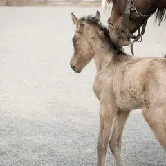 Matka opiekuje się źrebakiem, który ma biegunkę.